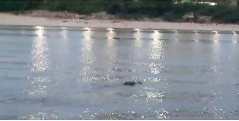 Vídeo mostra jacaré 'gigante' nadando na praia da Ponta Negra 