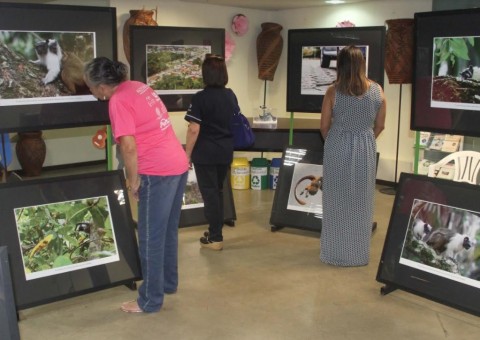 Exposição sobre sauim-de-coleira segue até quarta-feira em Manaus 