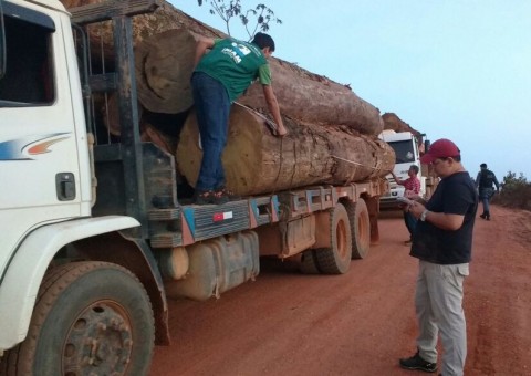 Operação apreende armas e madeira ilegal no Amazonas