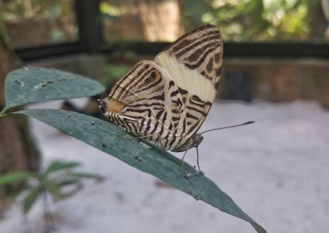 Dia das crianças terá laboratório experimental de borboletas e fungário no Museu da Amazônia  