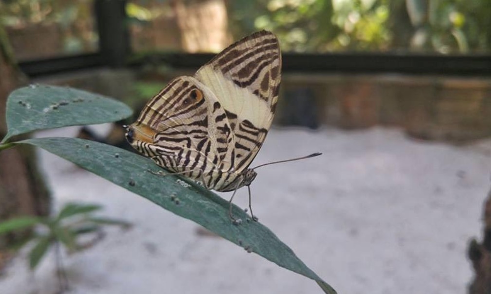Dia das crianças terá laboratório experimental de borboletas e fungário no Museu da Amazônia  