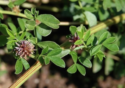 Raiz de planta é indicada para tratar problemas pulmonares. Conheça  