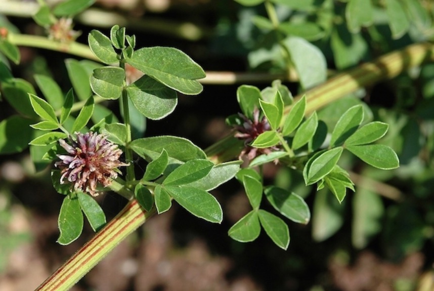 Raiz de planta é indicada para tratar problemas pulmonares. Conheça  