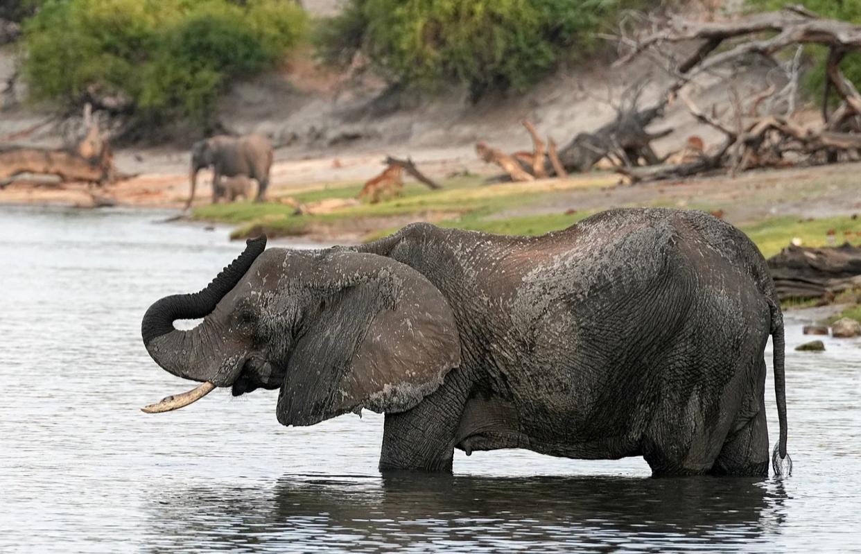 Elefanta mata duas turistas durante safári em parque da Zâmbia