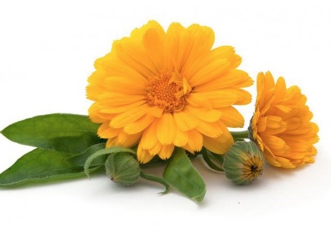 Tintura de flor pode tratar lesões na pele, machucados e contusões. Conheça 