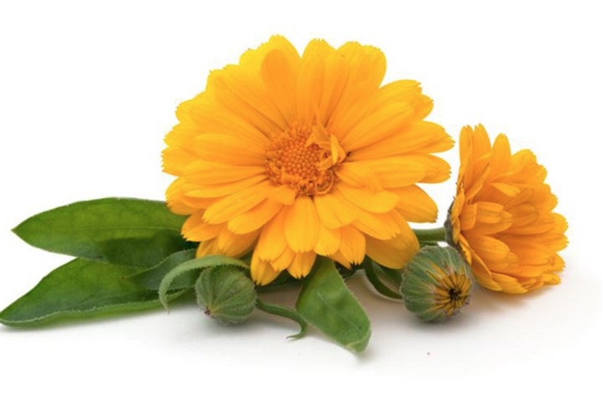 Tintura de flor pode tratar lesões na pele, machucados e contusões. Conheça 