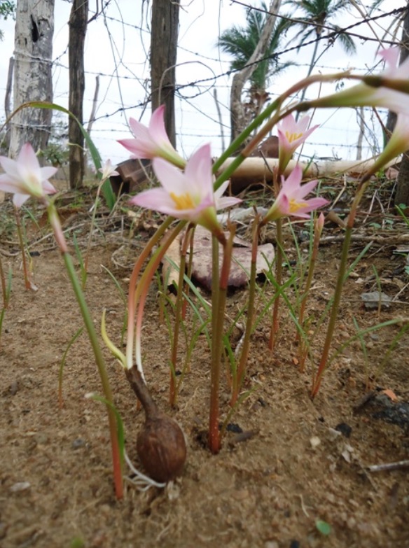 Espécie de cebola pode ser usada para tratar tosses e asma. Conheça 