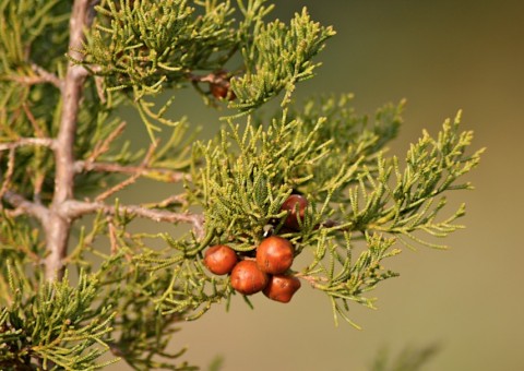 Conheça plantas medicinais com potencial para tratar câncer 