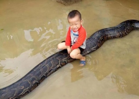 Vídeo mostra menino de 3 anos montando em píton gigante