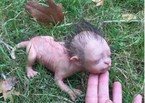 Imagem assustadora de criatura bizarra que circula na internet é desvendada