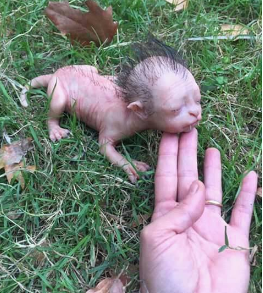 Imagem assustadora de criatura bizarra que circula na internet é desvendada