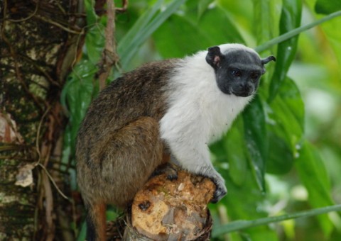 Sauim-de-coleira é tema de exposição fotográfica em shopping de Manaus