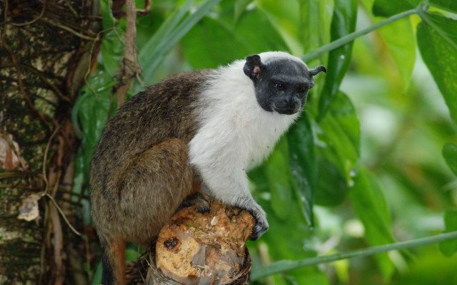 Sauim-de-coleira é tema de exposição fotográfica em shopping de Manaus