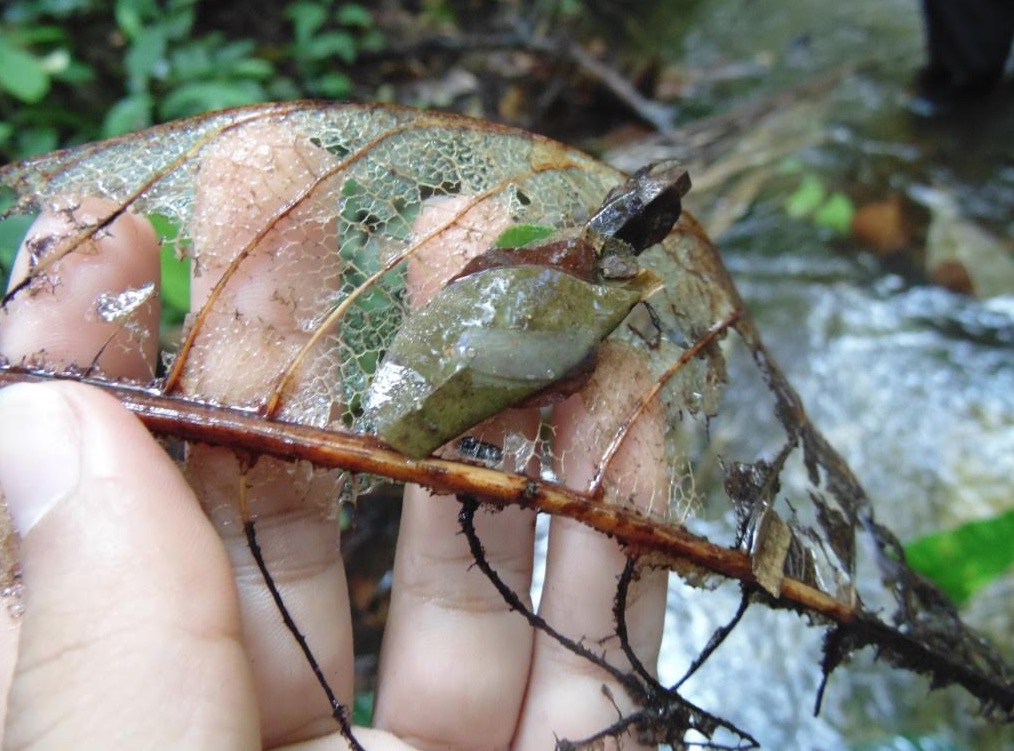 Aumento da temperatura deve influenciar insetos e afetar cadeia alimentar em rios da Amazônia 