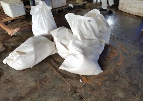 Polícia apreende 1,3 t de pesca ilegal no Porto da Manaus Moderna