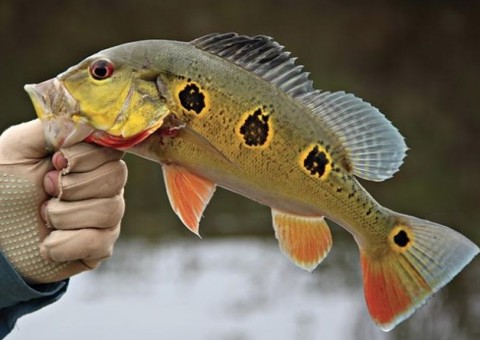 Manaus sediará evento internacional sobre reprodução de peixes 