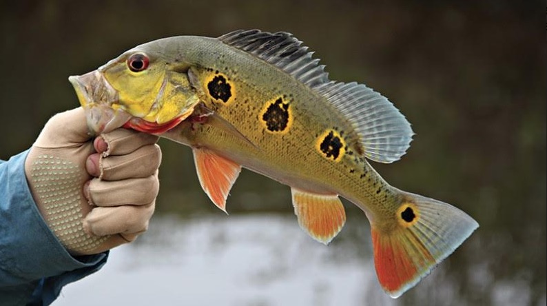 Manaus sediará evento internacional sobre reprodução de peixes 