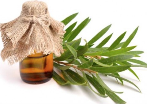Óleo anti-inflamatório pode ser usado contra afta e gengivite 