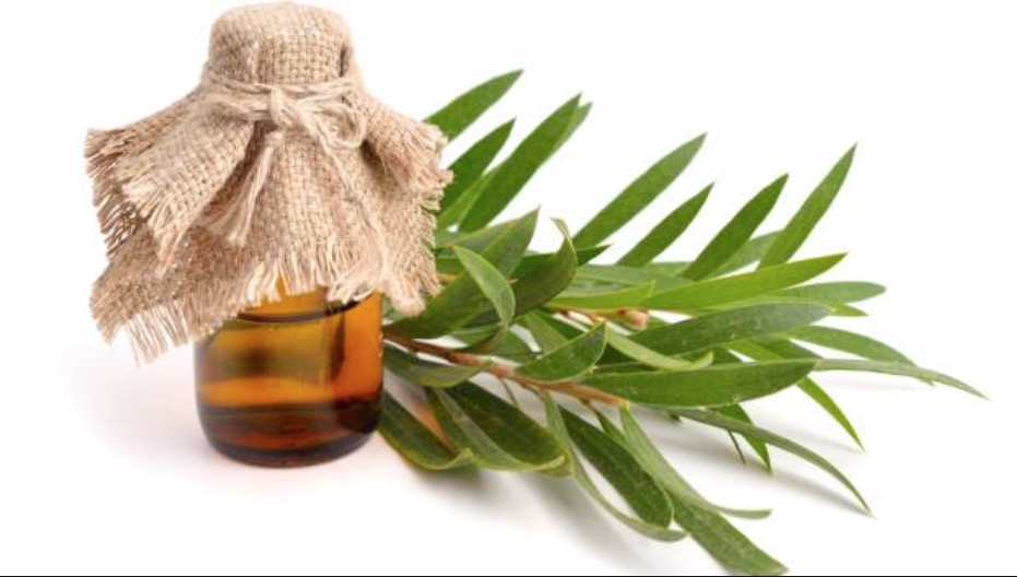 Óleo anti-inflamatório pode ser usado contra afta e gengivite 