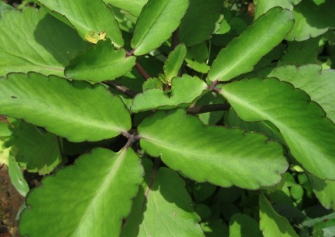 Sumo de planta é indicado para inflamações no útero e ovário. Conheça  