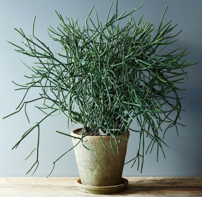 Leite de planta pode ser usado contra verrugas e abcessos na pele 