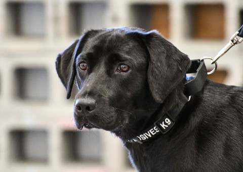 Cachorra é demitida pela CIA por falta de interesse no trabalho