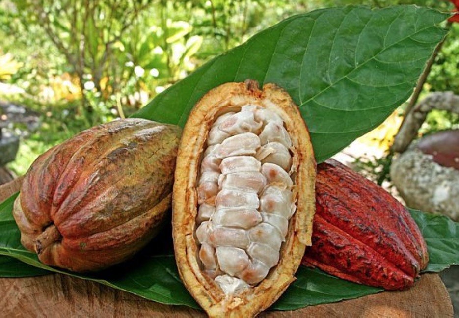 Consumo de fruta rica em flavonoides é indicado para a saúde do cérebro 