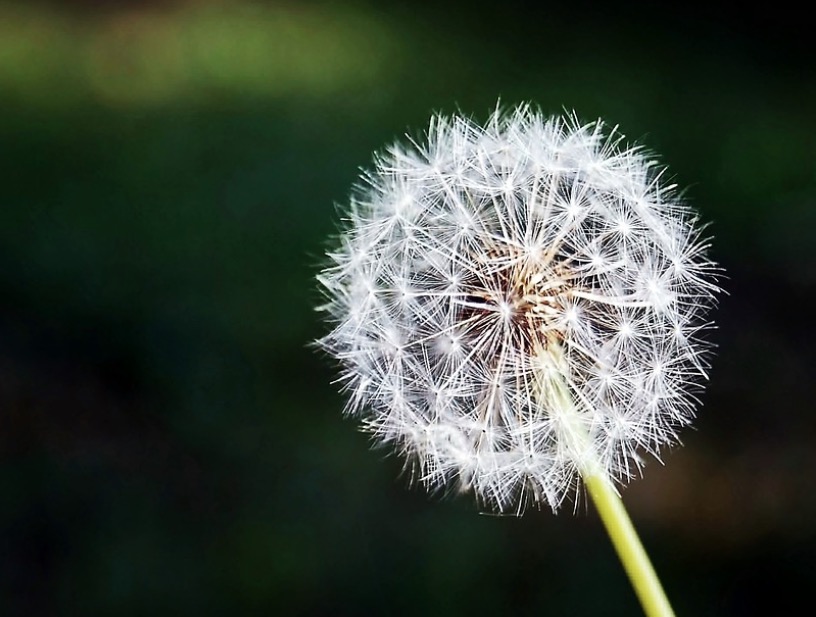 Pesquisa aponta eficácia de raiz de planta no combate ao câncer 