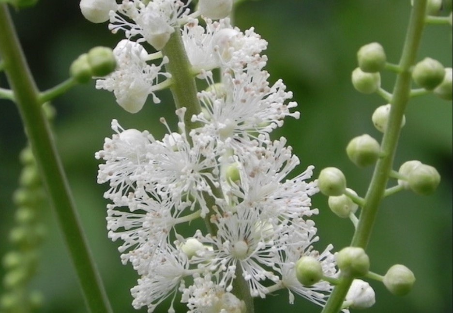 Planta combate sintomas de menopausa e de síndrome pré-menstrual. Conheça 