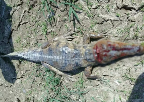 Homem é surpreendido com ataque de jacaré e animal é morto no Amazonas