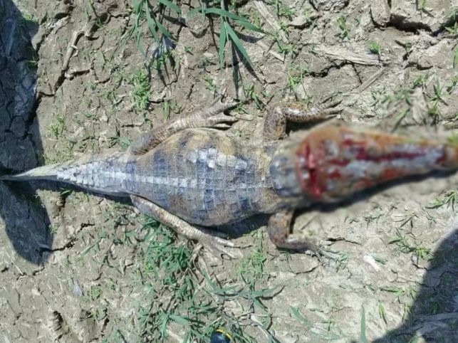 Homem é surpreendido com ataque de jacaré e animal é morto no Amazonas