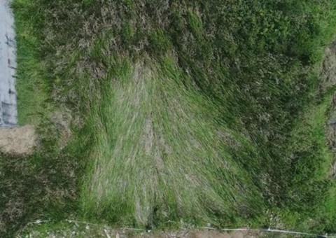 Suposto OVNI é visto em céu brasileiro e deixa 'sinal' em mata
