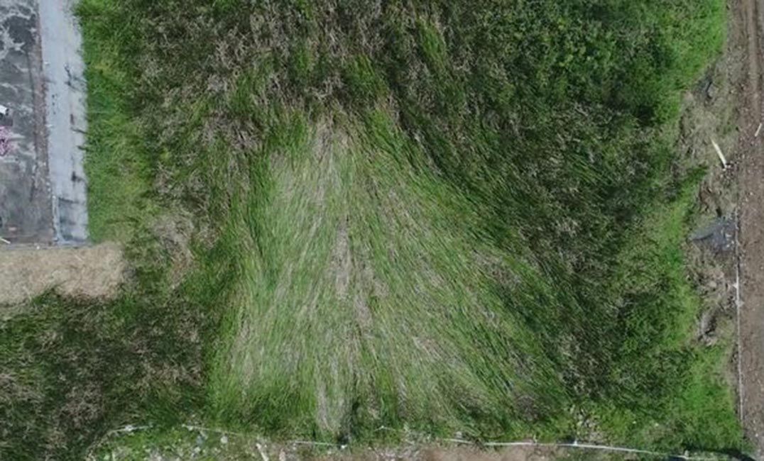 Suposto OVNI é visto em céu brasileiro e deixa 'sinal' em mata