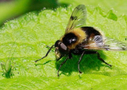 Sumiço de insetos dá indícios de possível apocalipse 