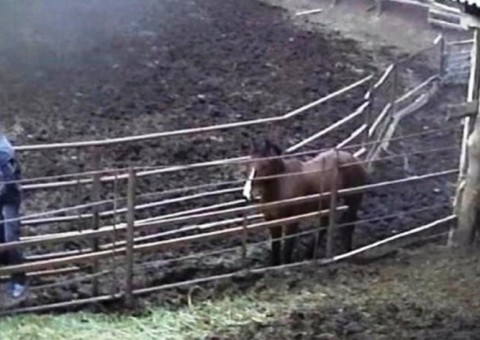 Câmera de segurança flagra homem fazendo sexo com cavalo e vira caso de polícia