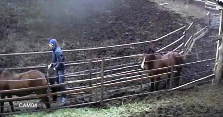 Câmera de segurança flagra homem fazendo sexo com cavalo e vira caso de polícia