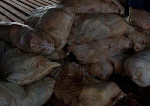 Grupo é preso em flagrante com mais de uma tonelada de peixe irregular em Porto de Manaus