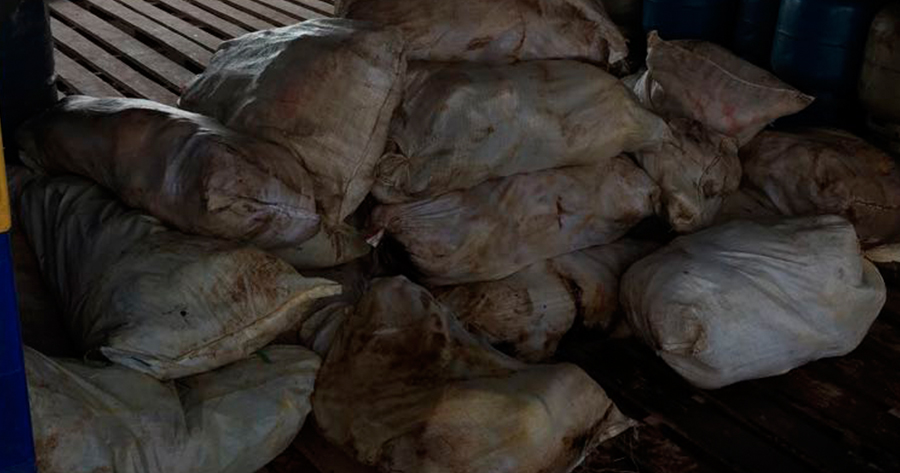 Grupo é preso em flagrante com mais de uma tonelada de peixe irregular em Porto de Manaus