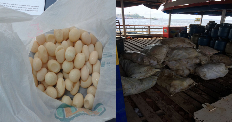 Equipe da Dema, prendem quatro homens no rio negro com 1200 kg de peixe irregular 