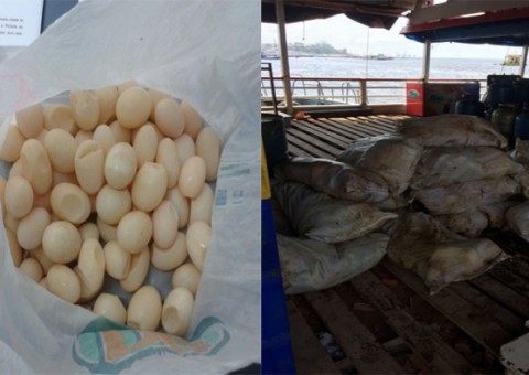 Equipe da Dema, prendem quatro homens no rio negro com 1200 kg de peixe irregular 