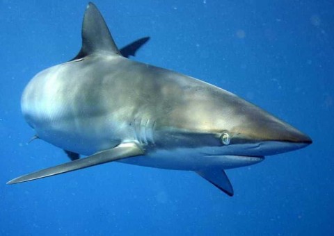 Tubarão vira caiaque e ataca adolescente na Austrália