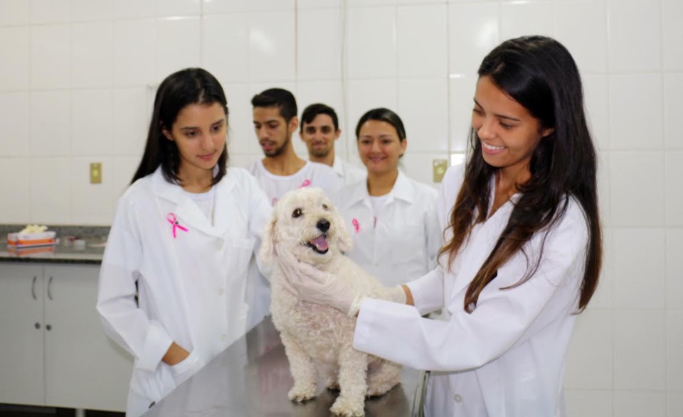 Outubro Rosa Pets alerta para perigos do câncer em cadelas e gatas