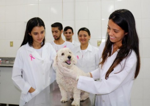 Outubro Rosa Pets alerta para perigos do câncer em cadelas e gatas