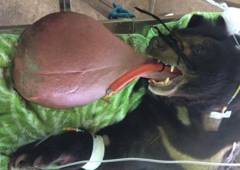 Urso com língua 'gigante' intriga veterinários 