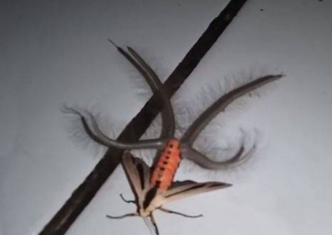 Criatura bizarra é flagrada em residência e assusta geral