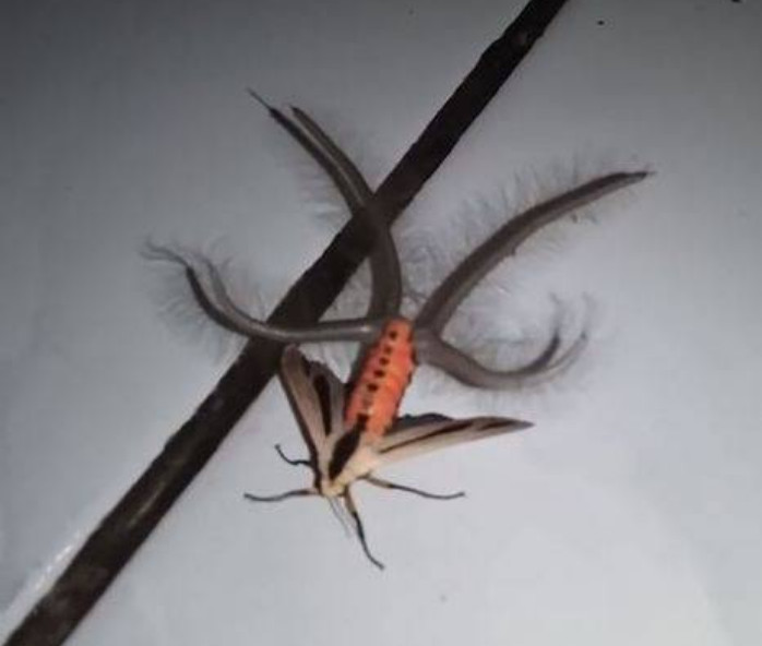 Criatura bizarra é flagrada em residência e assusta geral