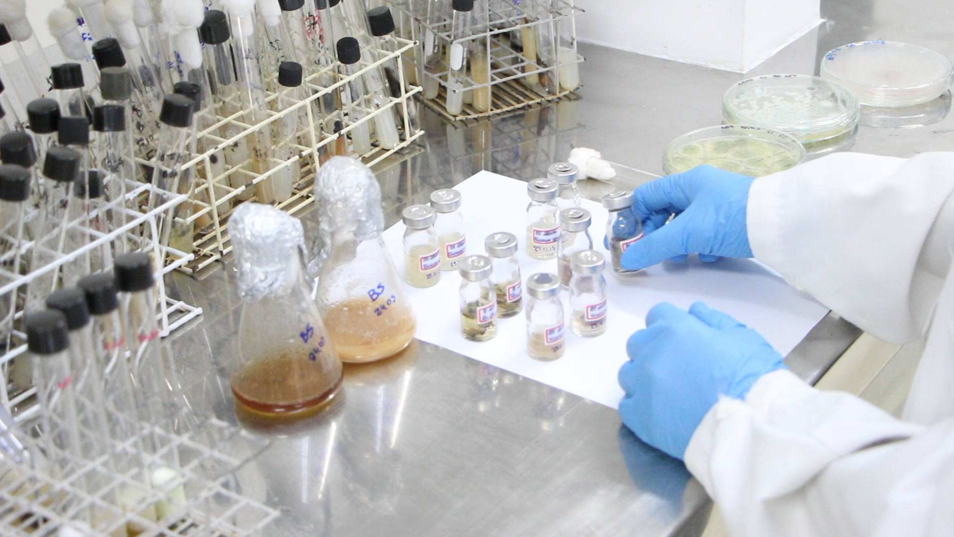 Pesquisa revela que fungos encontrados na floresta amazônica tem potencial econômico  