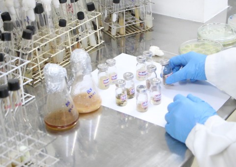 Pesquisa revela que fungos encontrados na floresta amazônica tem potencial econômico  