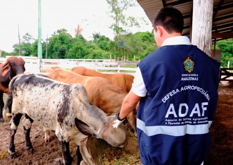 Mais de 500 mil animais devem ser vacinados contra aftosa no Amazonas