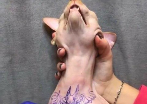 Modelo que mandou tatuar gato de estimação pode se dar mal